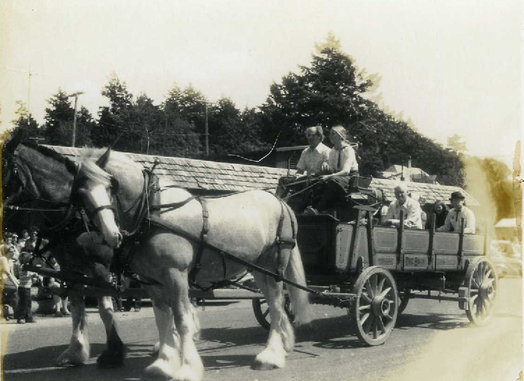 Two Clydesdale horses pull a wagon during the 1978 4th of July Parade